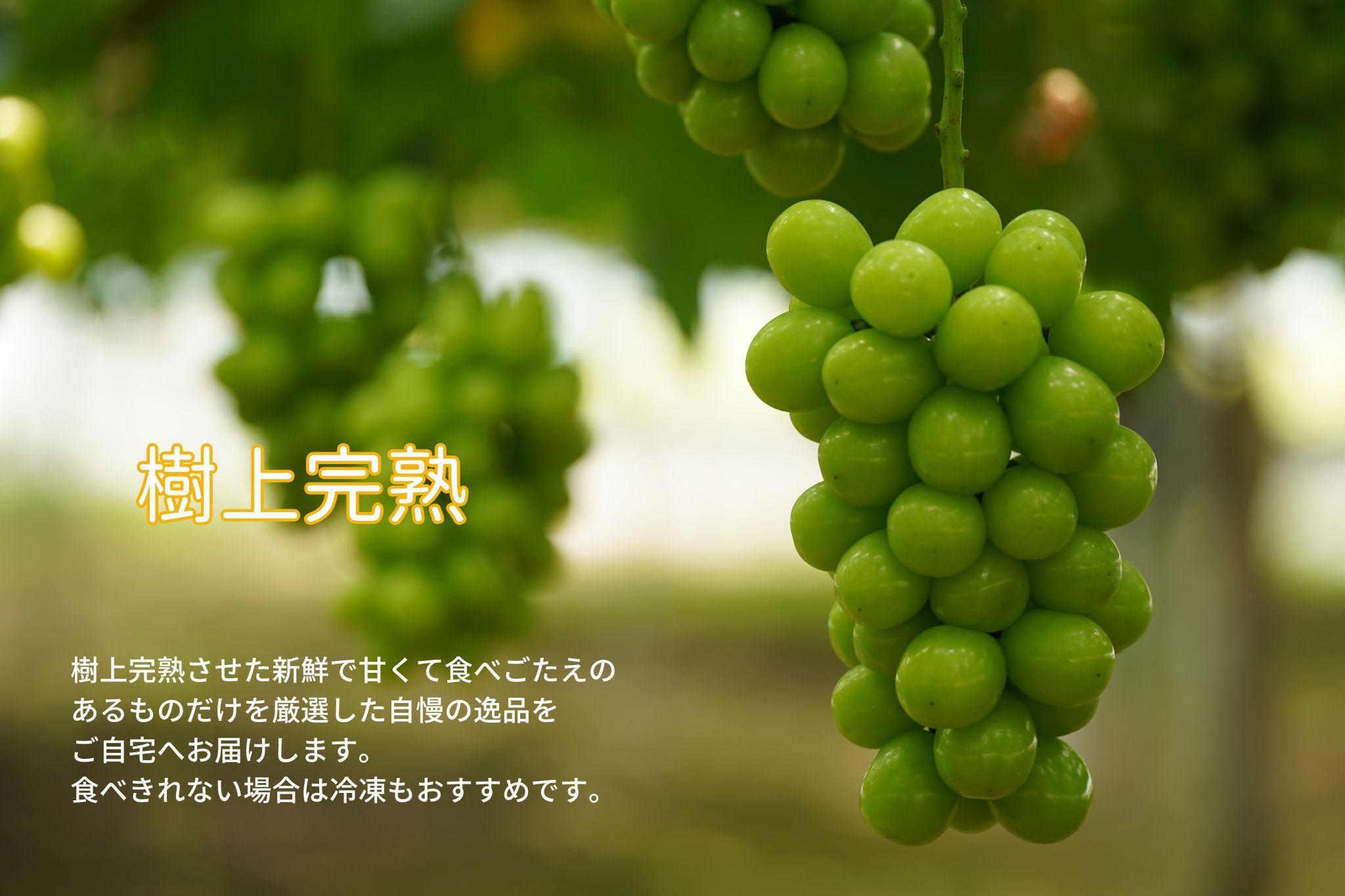 家庭用 シャインマスカット 2～3房 合計1.6kg以上 産地直送 朝採れ ぶどう 葡萄 シャイン マスカット 岡山 Kawahara Green Farm　岡山県産 2026年