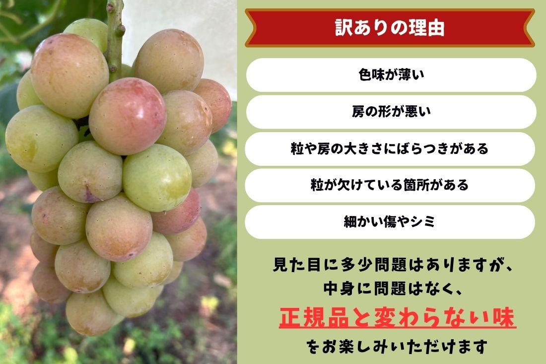 家庭用 悟紅玉  旧ゴルビー　2～3房 合計1.2kg以上 産地直送 朝採れ ぶどう 葡萄 岡山 Kawahara Green Farm　岡山県産 2026年