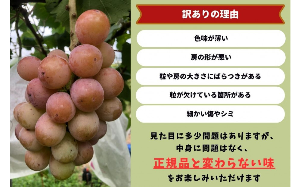 家庭用 クイーンニーナ　2～3房 合計1.1kg以上 産地直送 朝採れ ぶどう 葡萄 岡山 Kawahara Green Farm　岡山県産 2026年