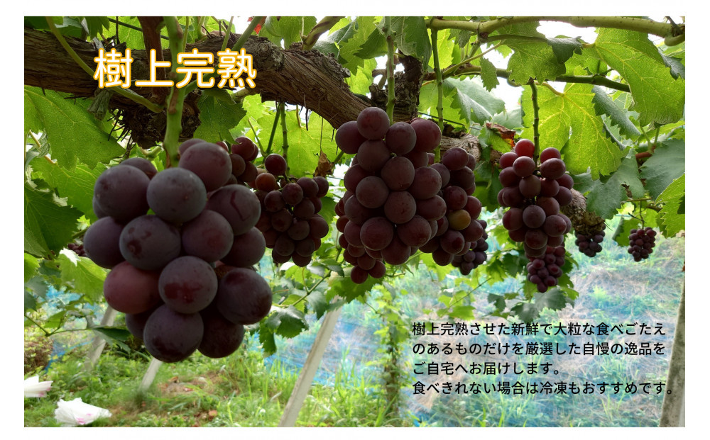 家庭用 藤稔　1.0kg以上 2房 朝採れ ぶどう 葡萄  Kawahara Green Farm　岡山県産　2026年