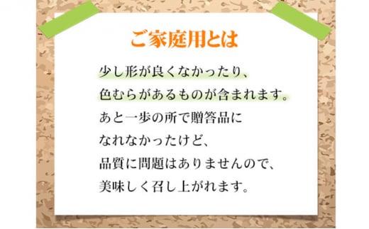 ぶどう 2026年  ご家庭用 シャイン マスカット 晴王 約600g×1房 ブドウ 葡萄  岡山県産 国産 フルーツ 果物