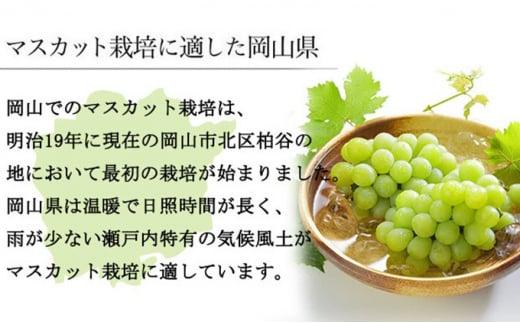 ぶどう 2026年 マスカット ・オブ・アレキサンドリア 約600g×1房 9月上旬～9月下旬発送分 ブドウ 葡萄  岡山県産 国産 フルーツ 果物 ギフト