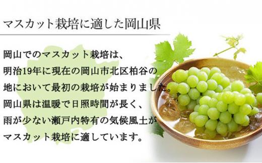 ぶどう 2026年 マスカット ・オブ・アレキサンドリア 約700g×1房 ブドウ 葡萄  岡山県産 国産 フルーツ 果物 ギフト