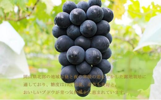ぶどう 2026年 ブラックビート 約700g×1房 ブドウ 葡萄  岡山県産 国産 フルーツ 果物 ギフト