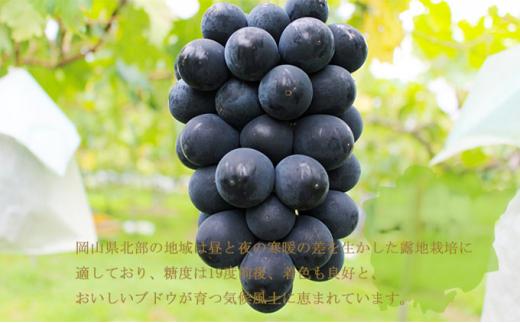 ぶどう 2026年 ブラックビート 約600g×2房 ブドウ 葡萄  岡山県産 国産 フルーツ 果物 ギフト
