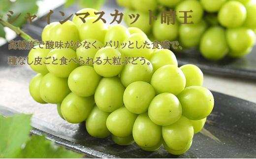 ぶどう 2026年 ニュー ピオーネ 1房 約600g  シャイン マスカット 晴王 1房 約600g 詰め合わせ ブドウ 葡萄  岡山県産 国産 フルーツ 果物 ギフト