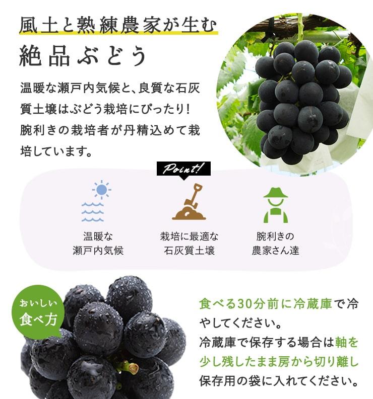 2026年  岡山県産　ニューピオーネ4房(1房480g以上)