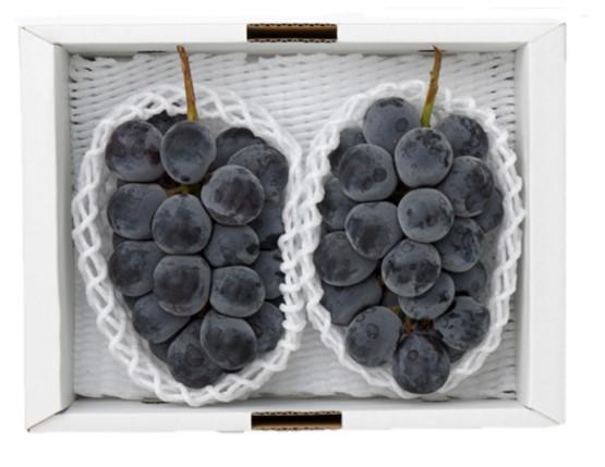 2026年  岡山県産　ニューピオーネ2房(1房480g以上) 化粧箱入り