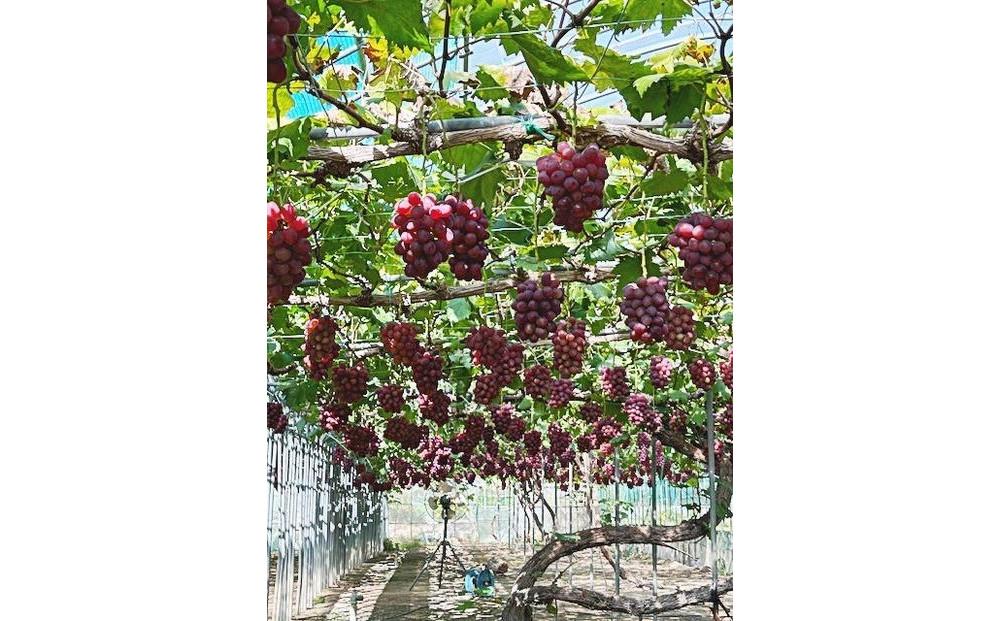 2026年秋発送 岡山県産 紫苑 1房 700ｇ以上 化粧箱入り