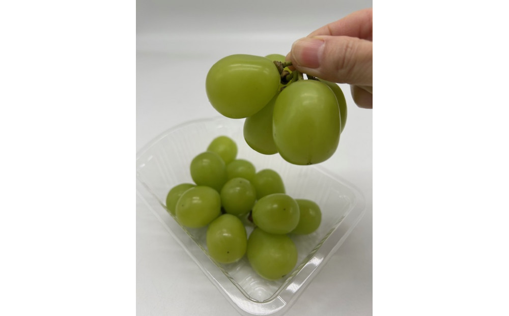 岡山県産 フルーツ定期便全6回＜お一人様向け＞