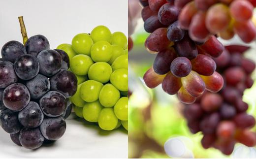 フルーツ 定期便 2026年  晴れの国 岡山 の 旬の フルーツ 定期便 6回コース 白桃 ぶどう 梨 岡山県産 国産 フルーツ 果物 ギフト