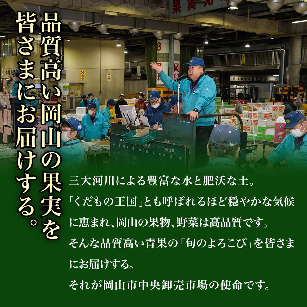ぶどう 定期便 2026年 シャイン マスカット 晴王 各月2房（1房600g以上） 2回コース マスカット ブドウ 葡萄  岡山県産 国産 フルーツ 果物 ギフト