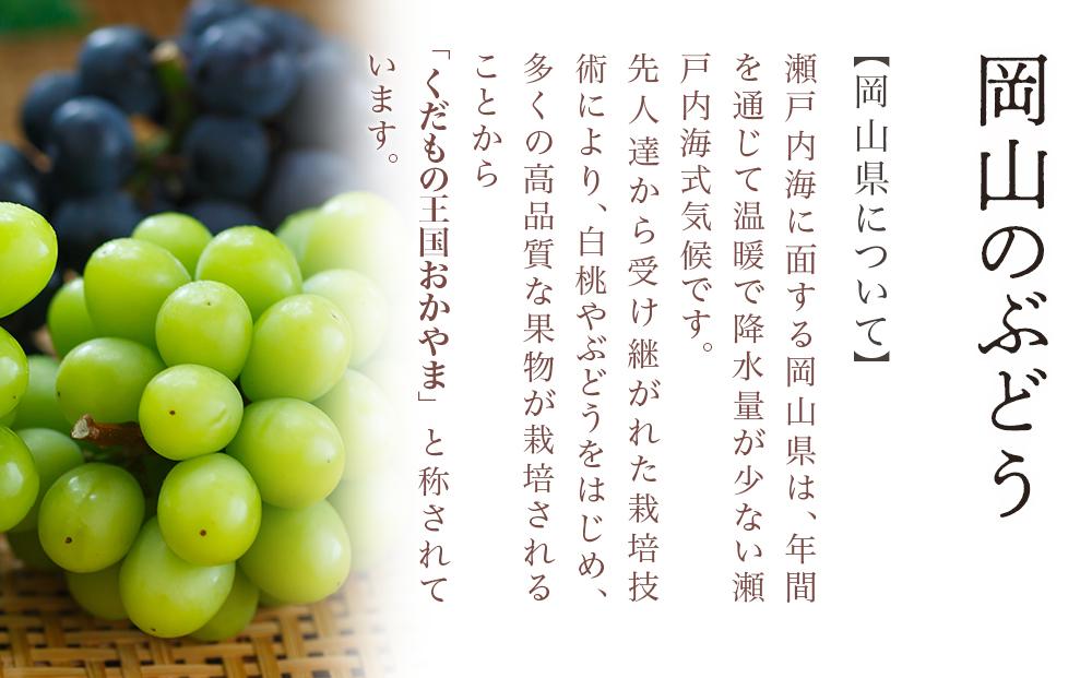 ぶどう 2026年  ニュー ピオーネ 2房（1房480g以上）約1kg 化粧箱入り ブドウ 葡萄  岡山県産 国産 フルーツ 果物 ギフト