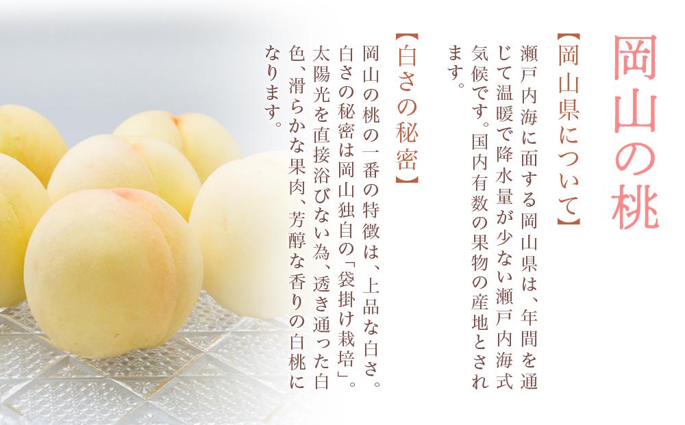 桃 2026年 岡山 白桃 6玉（合計1.6kg以上）化粧箱入り もも モモ 岡山県産 国産 フルーツ 果物 ギフト