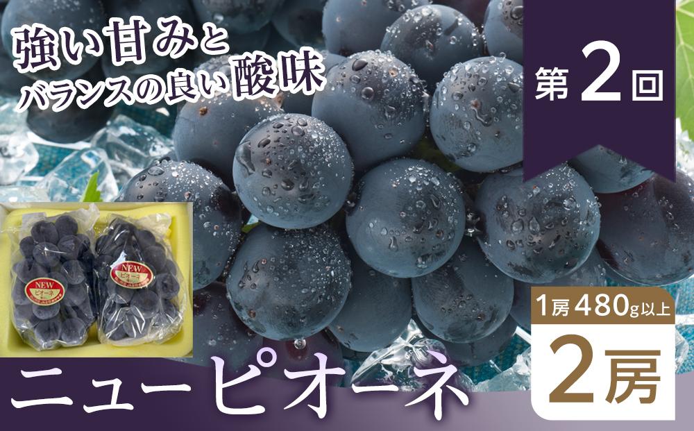 ぶどう 2026年【全3回コース】晴れの国岡山 ぶどうの定期便