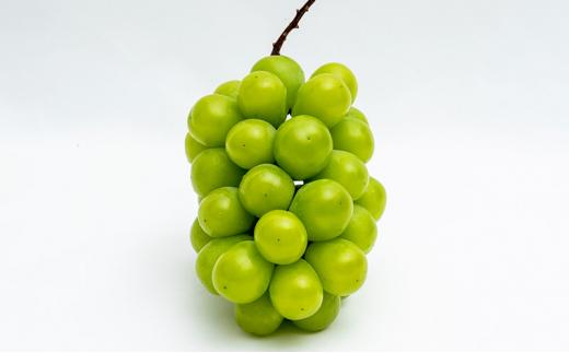 桃 ぶどう 定期便 （隔月） 2026年 晴れの国 岡山の フルーツ 定期便 3回 コース 白桃 もも 葡萄 シャイン マスカット 葡萄 岡山産 国産 フルーツ 果物 ギフト