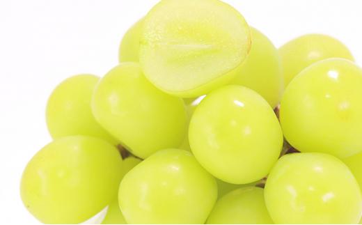 ぶどう 2026年 晴れの国 岡山の シャイン マスカット 晴王 定期便 2回（各1房600g以上） 葡萄 岡山県産 国産 フルーツ 果物 ギフト