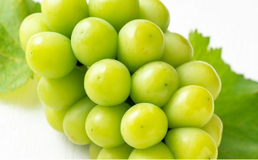 桃 ぶどう 2026年 果物詰合せ 白桃 2玉（1玉200g以上） シャイン マスカット 晴王 2房（合計約940g）化粧箱入り 岡山県産 国産 フルーツ ギフト