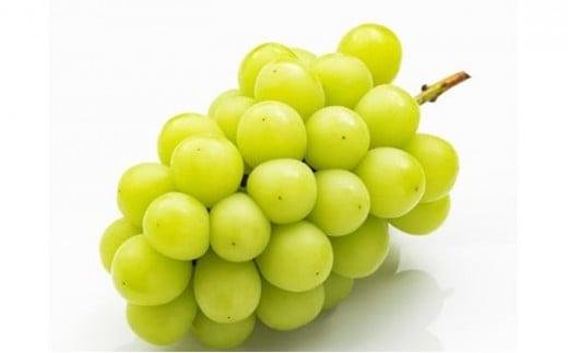 フルーツ 2026年 晴れの国 岡山 の フルーツ 定期便 3回コース 桃 ぶどう 梨 岡山県産 国産 フルーツ 果物 ギフト