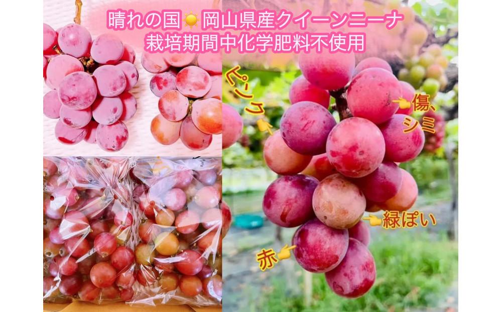 ぶどう 2026年  クイーンニーナ シャインマスカット 秀品 粒だけ 約1kg 農林大臣賞受賞 岡山 国産 果物 フルーツ シャイン マスカット2026年8月上旬から発送