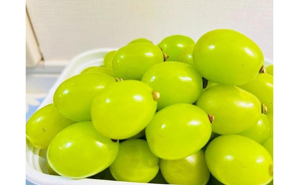 ぶどう 2026年  クイーンニーナ シャインマスカット マイハート 秀品 粒だけ 約1kg 農林大臣賞受賞 岡山 国産 果物 フルーツ 食べ比べ 2026年8月中旬から発送