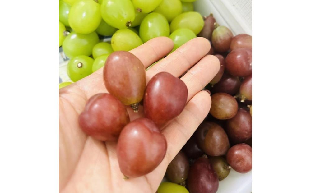 ぶどう 2026年  マイハート 秀品 粒だけ 約1kg 岡山 国産 果物 フルーツ 2026年8月中旬から発送