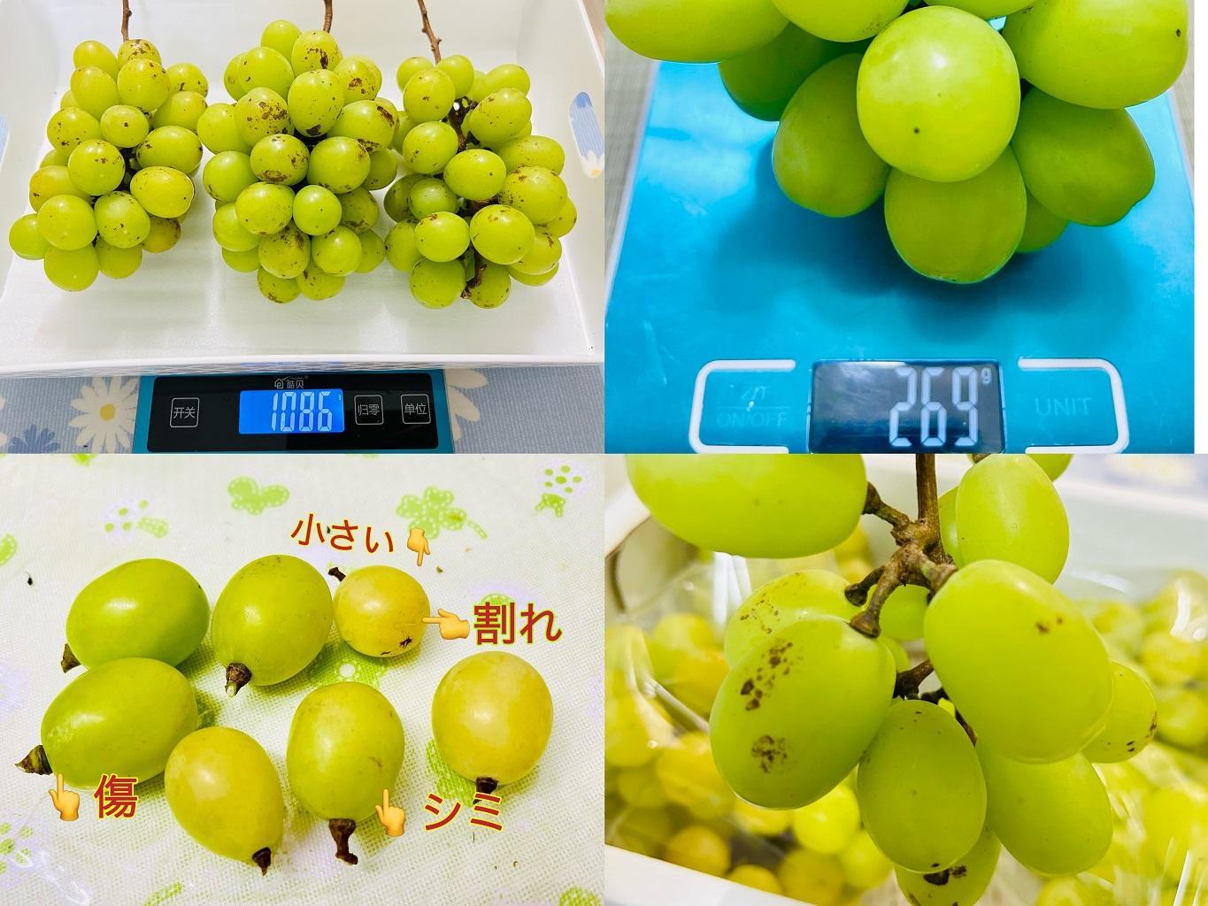 ぶどう 2026年  シャインマスカット 家庭用 約3kg | 岡山 国産 果物 訳あり フルーツ シャイン マスカット2026年7月中旬から発送