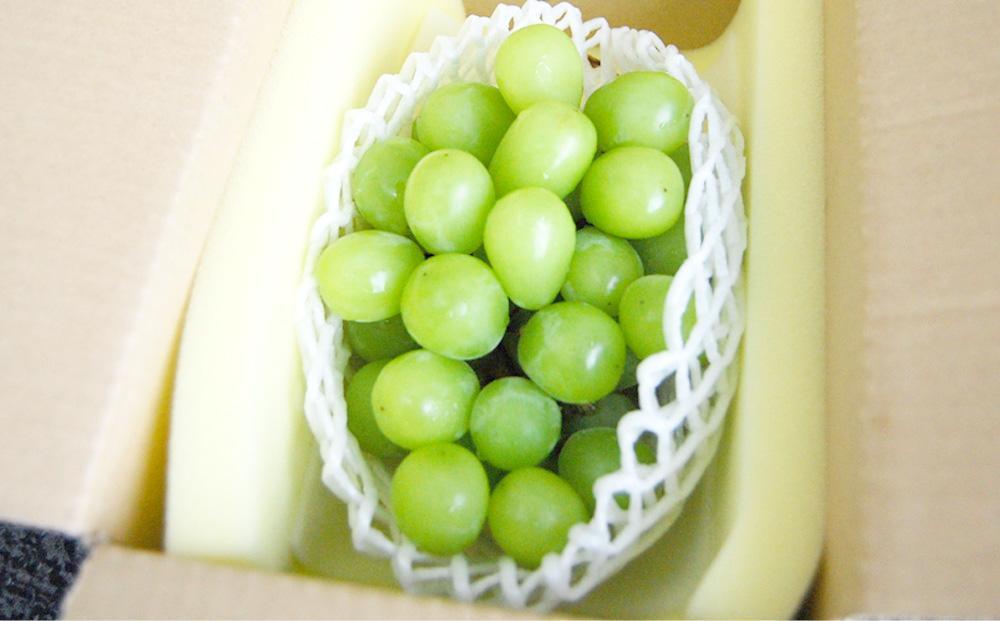 【定期便2回】シャインマスカット 2房 約1.2kg（9月発送）・ 新高梨 4～6玉 約3kg（10月発送）【定期便 シャインマスカット マスカット 葡萄 ぶどう ブドウ 新高梨 梨 なし ナシ 果物 フルーツ 岡山県 倉敷市 おすすめ 人気】