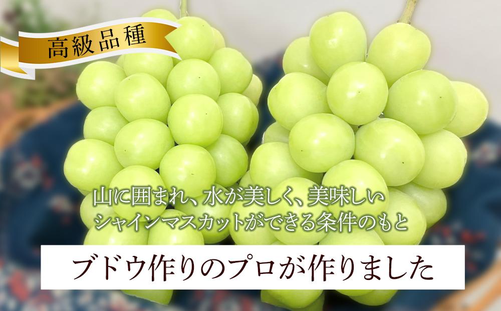 ぶどう 2025年 先行予約 岡山県産 訳あり シャインマスカット 1kg以上 摘み落とし＜9月以降発送＞: 岡山市ANAのふるさと納税