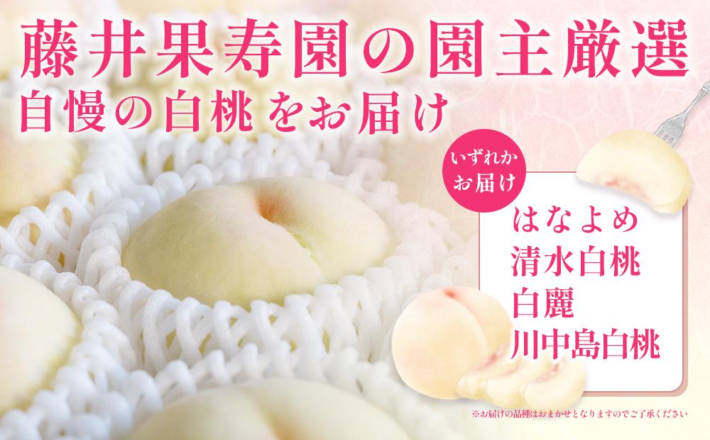 桃 2026年  岡山県産 家庭用 白桃 1kg以上（4～6玉） 品種おまかせ＜6月下旬以降発送＞