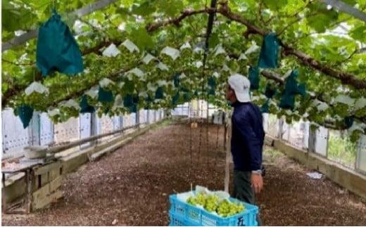 五果苑 越冬ぶどう シャインマスカット 2房（1房約800g）