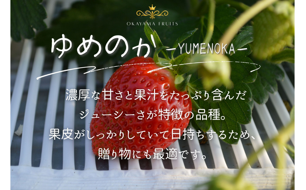 かもめファーム ゆめのか 化粧箱 400g（9～15粒）岡山県産 いちご 秀品