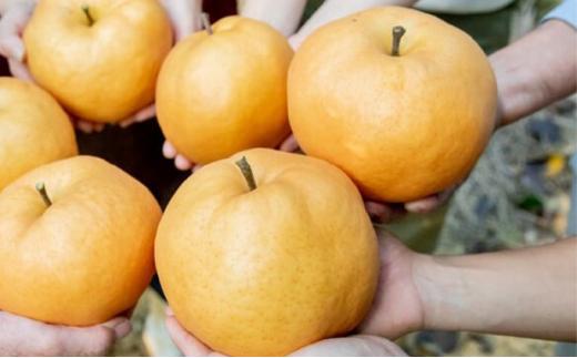 梨 2025年  備前横綱梨（あたご梨） 超大玉1玉 1kg～1.4kg 贈答箱 ナシ なし 岡山県産 国産 フルーツ 果物 ギフト 石原果樹園