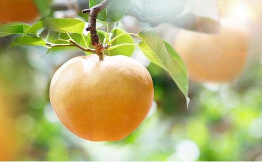 梨 2025年  あたご梨・鴨梨（ヤーリー）詰合せ 合計約3kg 贈答箱 ナシ なし 岡山県産 国産 フルーツ 果物 ギフト 石原果樹園