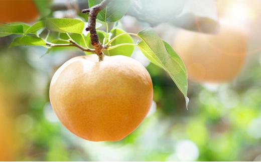 梨 2025年  あたご梨・鴨梨（ヤーリー）詰合せ 合計約4kg 贈答箱 ナシ なし 岡山県産 国産 フルーツ 果物 ギフト 石原果樹園