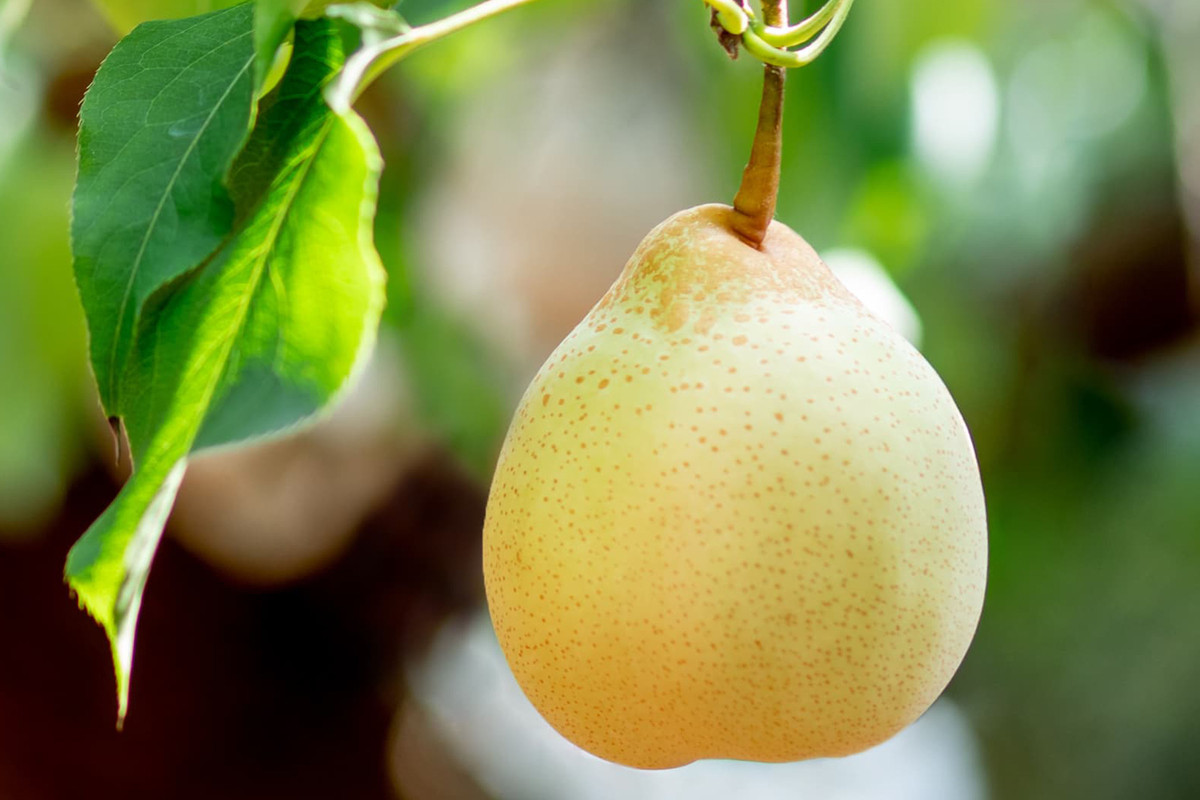 梨 2026年  家庭用  あたご梨（2～3玉）・ヤーリ― （3～7玉） 詰合せ計約4kg 箱青秀 【岡山県産 フルーツ ギフト 石原果樹園】