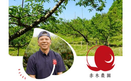 桃 2026年 6月下旬から発送 贈答用 岡山の 白桃（早生、中生種）約1.5kg 5～6玉 もも モモ フルーツ 果物 岡山市 一宮地区産 国産 赤木農園