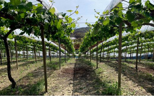 ぶどう 2026年 クイーンニーナ 2房 合計約1kg 種無し ブドウ 葡萄 岡山市産 国産 フルーツ 果物 渡邊農園