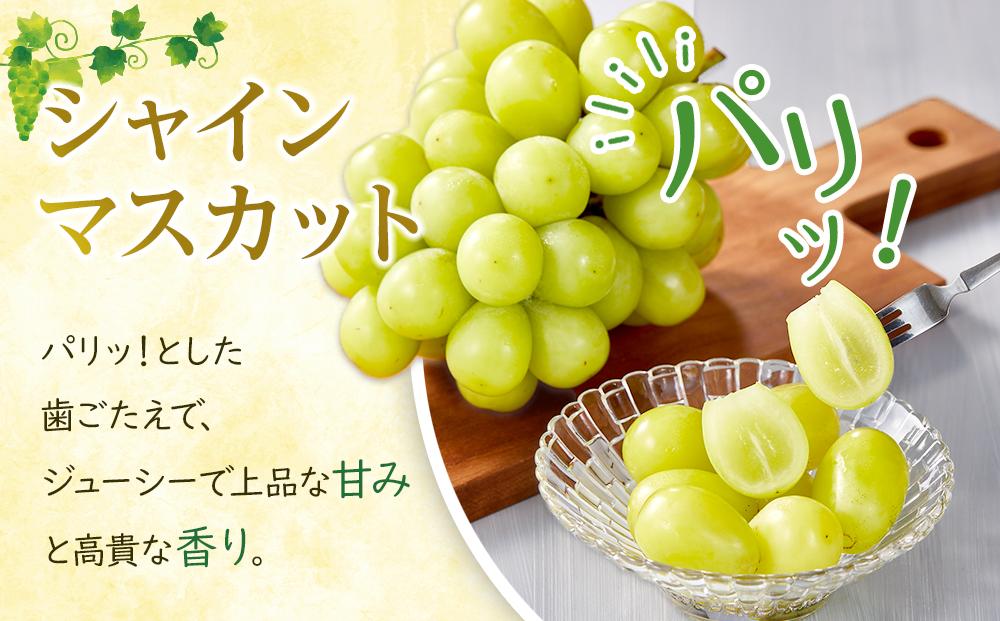 ぶどう 2026年 シャイン マスカット 2房 合計約1kg  種無し ブドウ 葡萄 岡山市産 国産 フルーツ 果物 渡邊農園