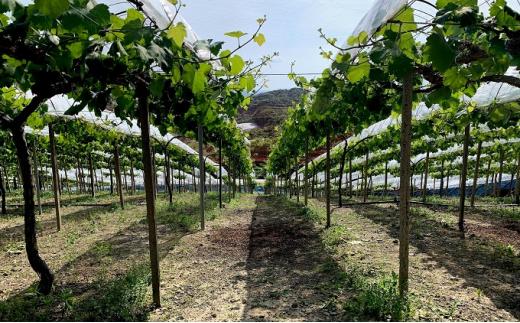 ぶどう 2026年 種なし完熟 ニューピオーネ 約2kg（4～6房）岡山市産 渡邊農園