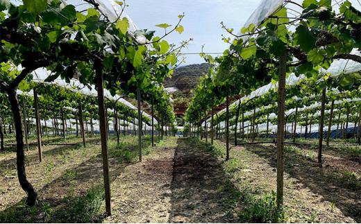 ぶどう 2026年 アントシアニン豊富な ブラックビート 2房 合計約1kg ブドウ 葡萄  岡山市産 国産 フルーツ 果物 渡邊農園