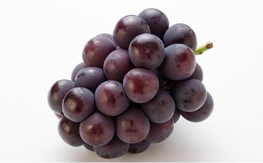 フルーツ 定期便 2025年  天晴れ おかやま 果物 定期便 (4)  白桃 1回 ニュー ピオーネ 1回／ シャイン マスカット 1回 合計3回お届け！ 岡山県産 国産 セット ギフト