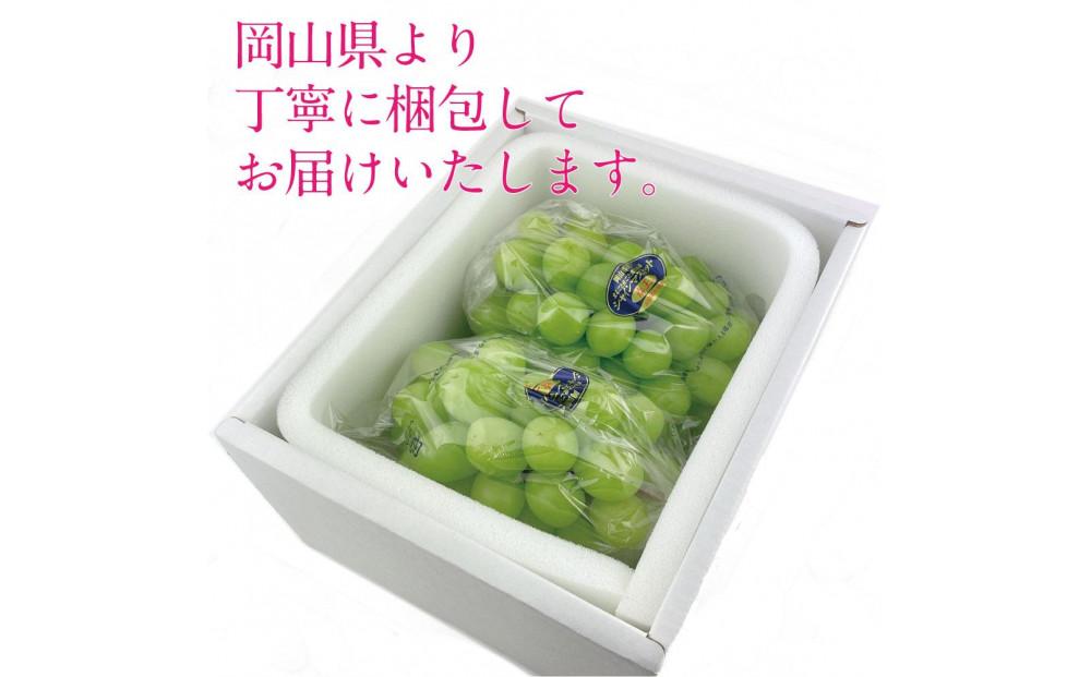 [HS]ぶどう 2026年  9月・10月発送 シャイン マスカット 晴王 2房（合計約1.1kg） ブドウ 葡萄  岡山県産 国産 フルーツ 果物 ギフト