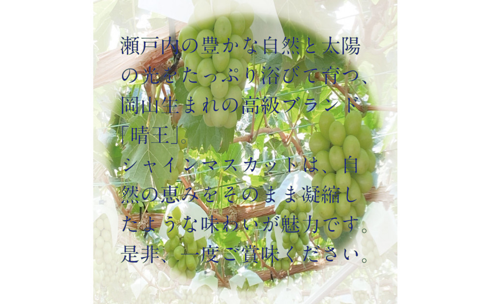 [HS]【定期便全2回】ぶどう先行予約9月・10月発送シャインマスカット晴王2k箱（3～5房）