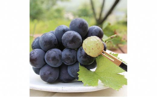 桃 ぶどう 2025年  清水 白桃 5玉 約1.5kg 1玉約300g ニュー ピオーネ 1房 550g以上もも 葡萄 詰合せ 岡山 国産 フルーツ 果物 ギフト 桃茂実苑