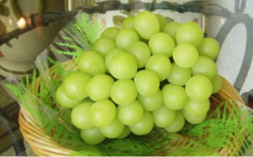 ＜2025年7月上旬～7月下旬発送＞岡山市産 マスカット・オブ・アレキサンドリア 1房 約600g ぶどう 葡萄