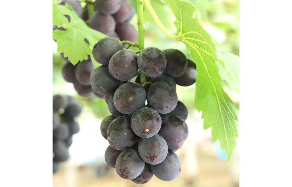 くぼ農園 ぶどう セレクション 4～5房（合計約3.0kg）