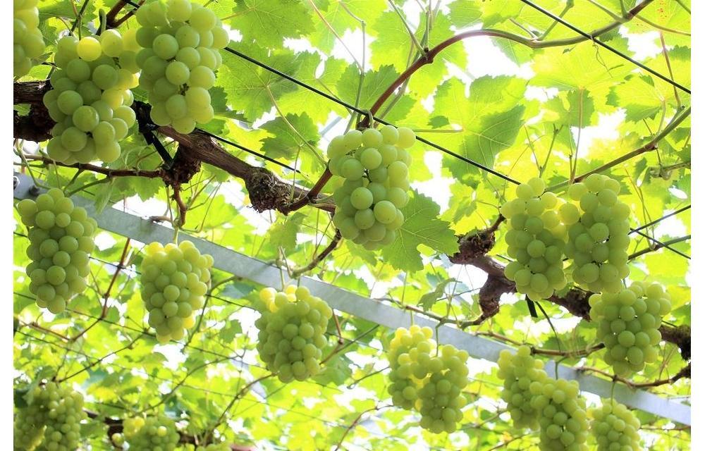 2026年 岡山県産 マスカット・オブ・アレキサンドリア 2房 約1.2kg くぼ農園