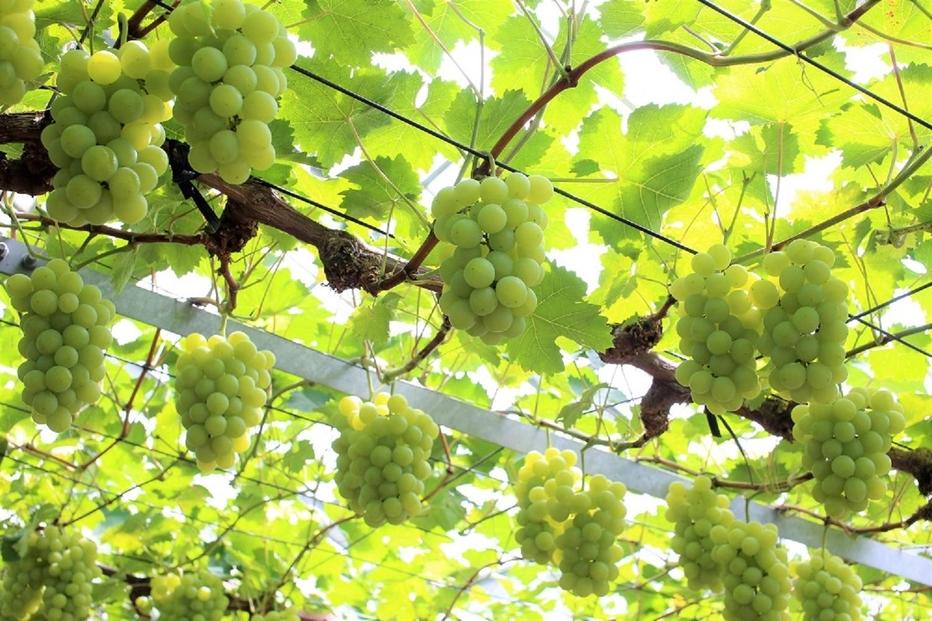 2026年 くぼ農園 ぶどう セレクション 4～5房（合計約3.0kg）