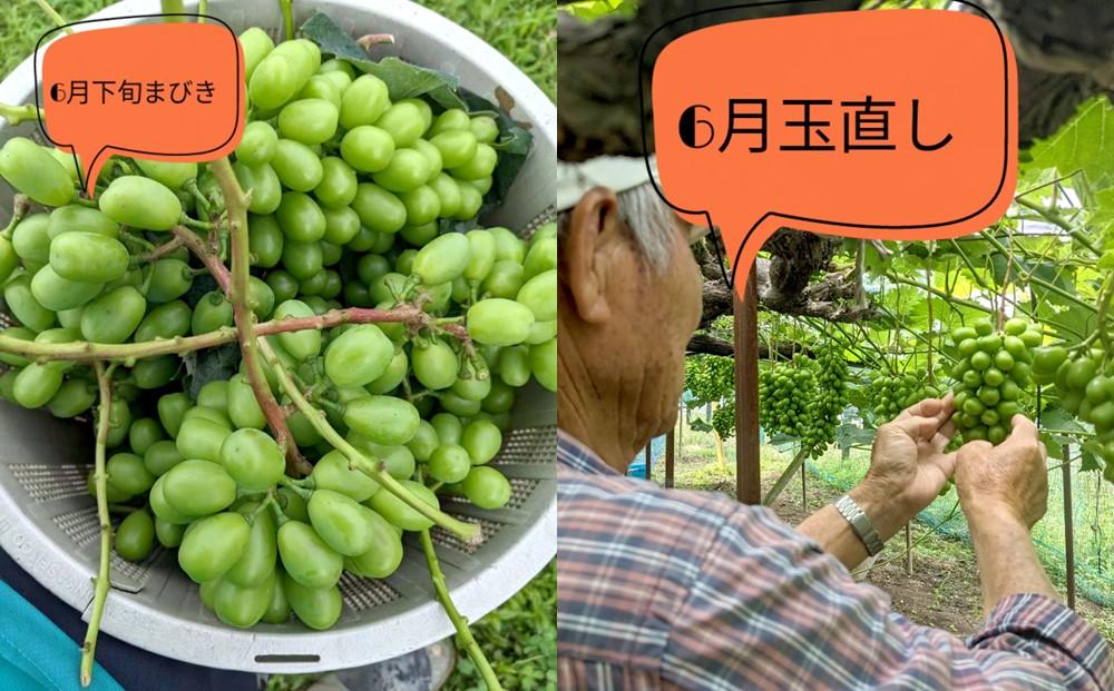 ぶどう マスカット 家庭用 大粒 2026年  9月以降発送 シャインマスカット 1.2kg （ ２房～ ） 農家直送完熟シャインマスカット｜ブドウ 葡萄  岡山市産 国産 フルーツ 果物
